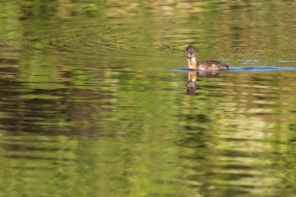 Tachybaptus ruficollis, Dodaar