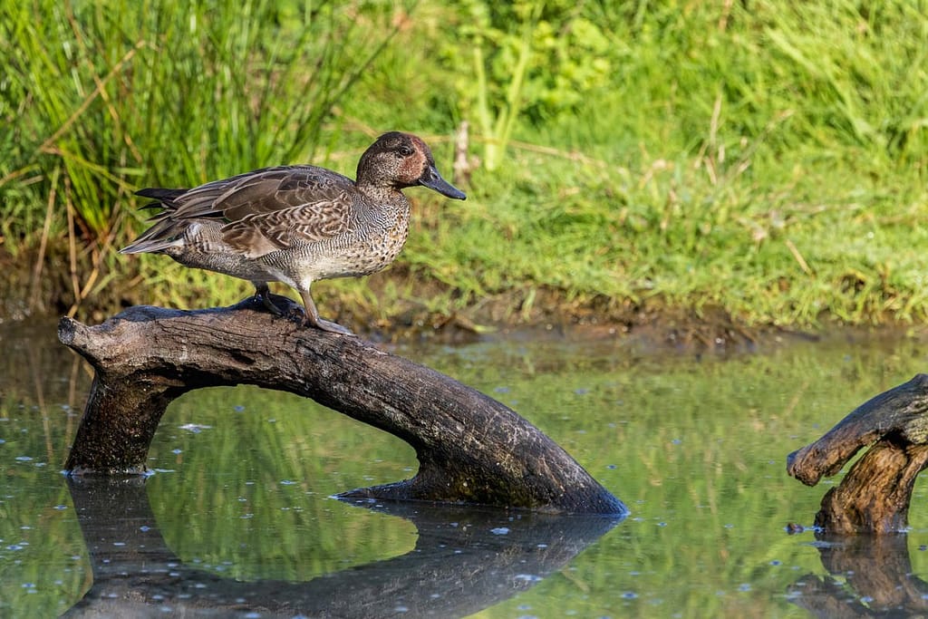 Anas crecca, Wintertaling