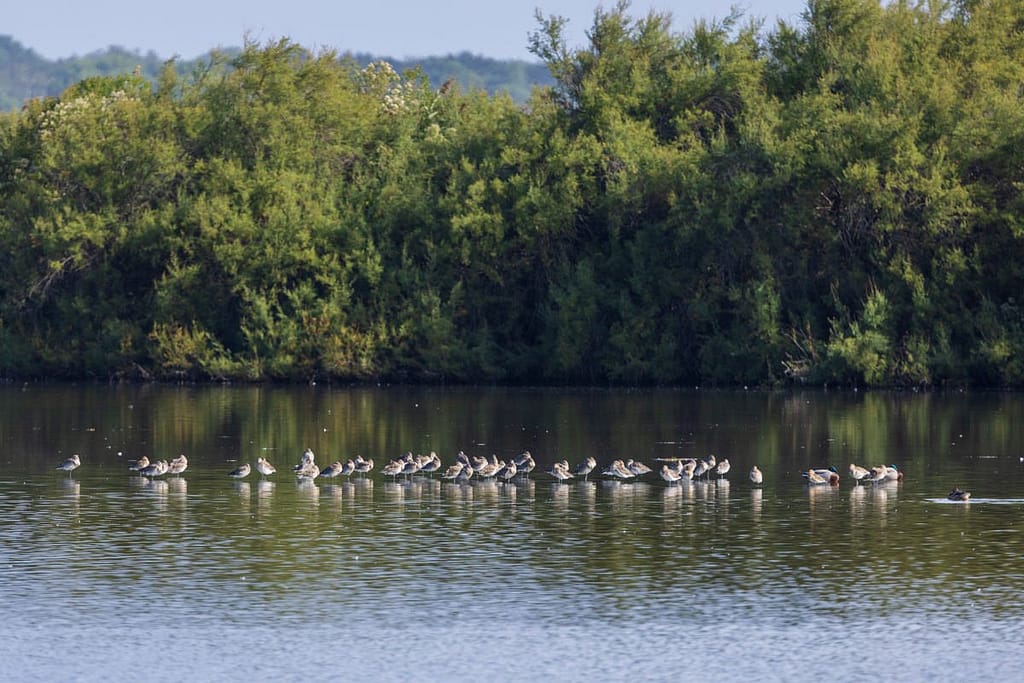 Limosa limosa, Grutto