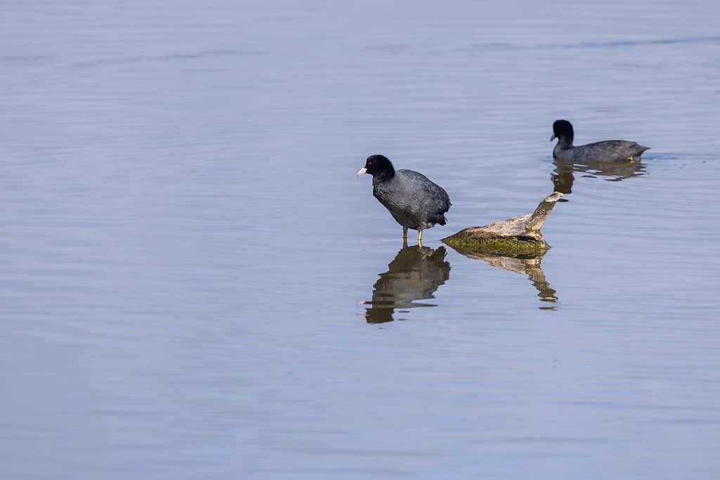 Fulica atra, Meerkoet