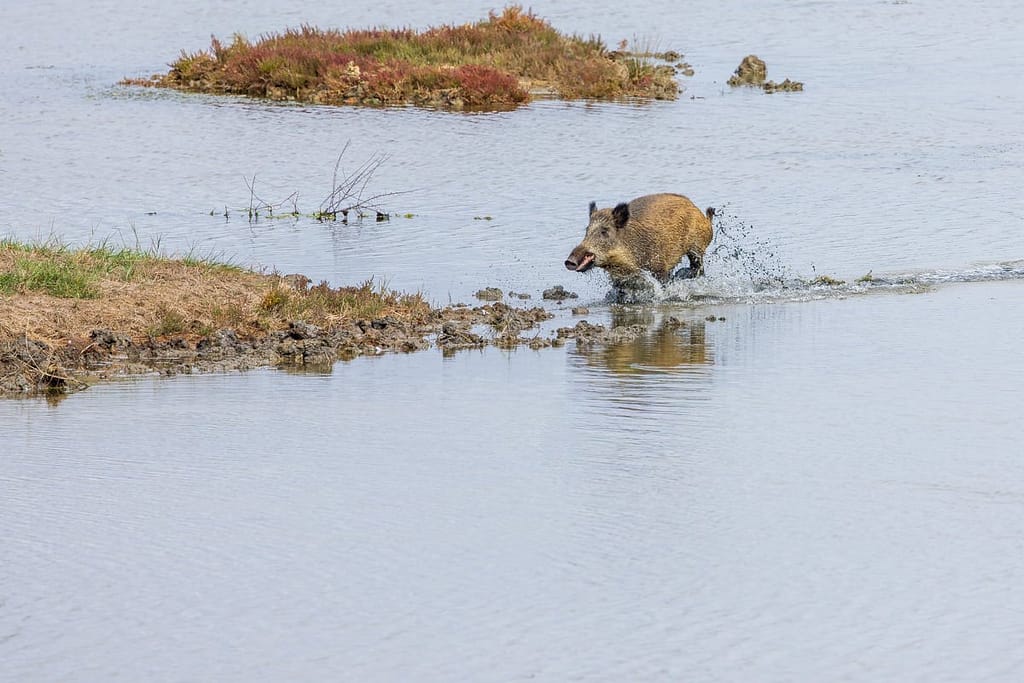 Sus scrofa, Wild zwijn