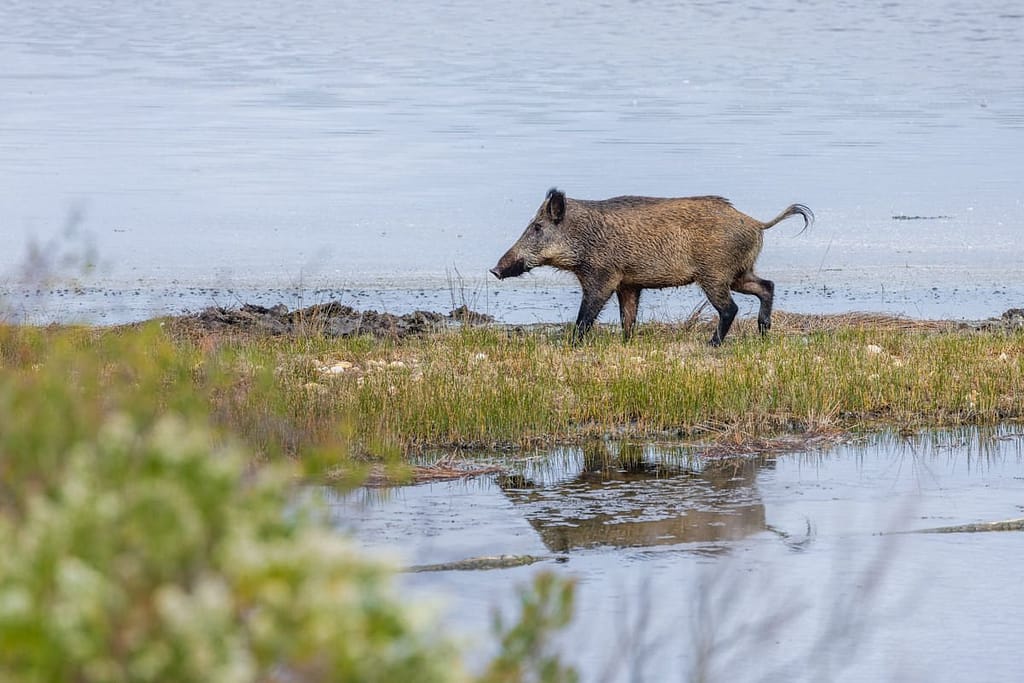 Sus scrofa, Wild zwijn