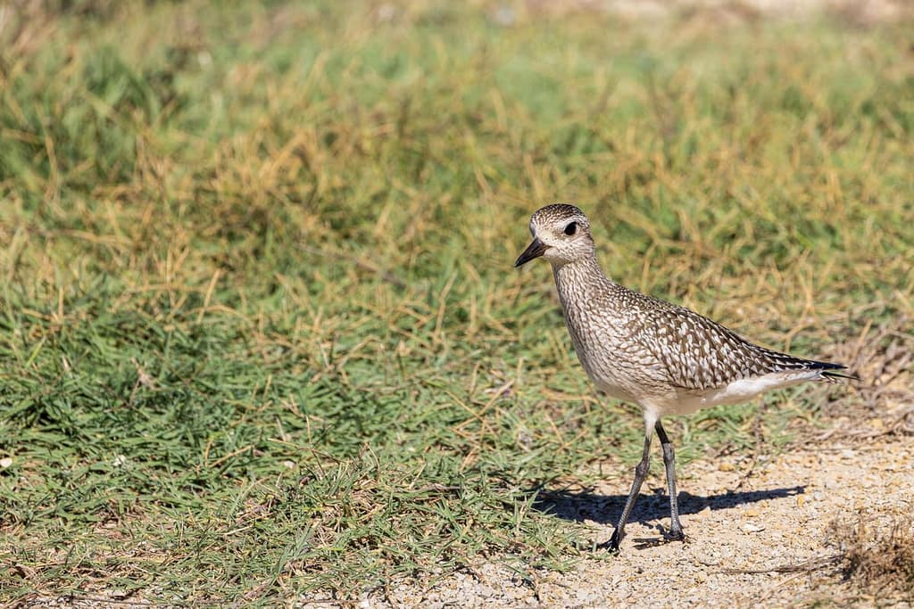 Pluvialis squatarola, Zilverplevier