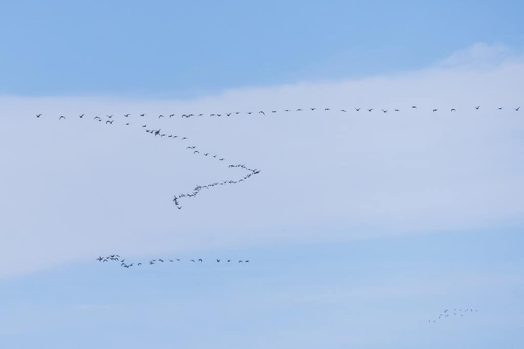 Numenius phaeopus, Regenwulp