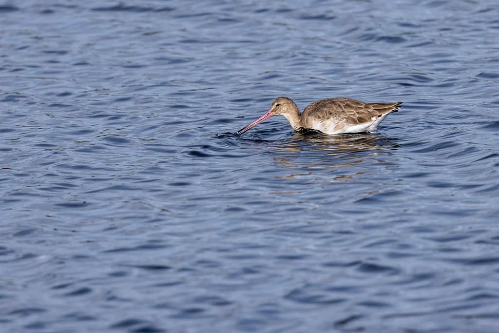Limosa limosa, Grutto