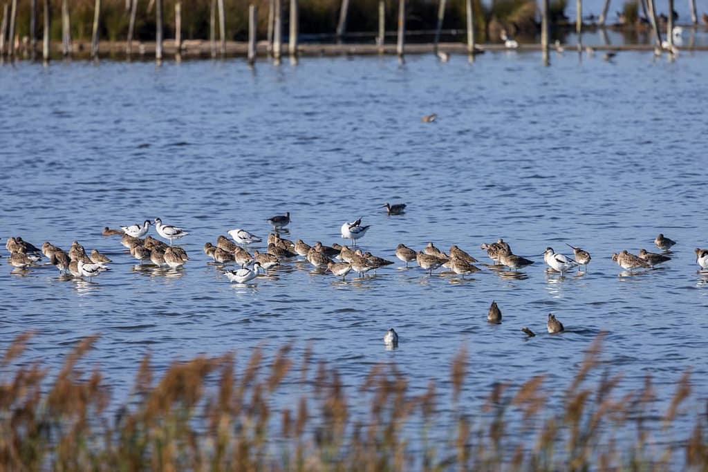 Limosa limosa, Grutto en Recurvirostra avosetta, Kluut