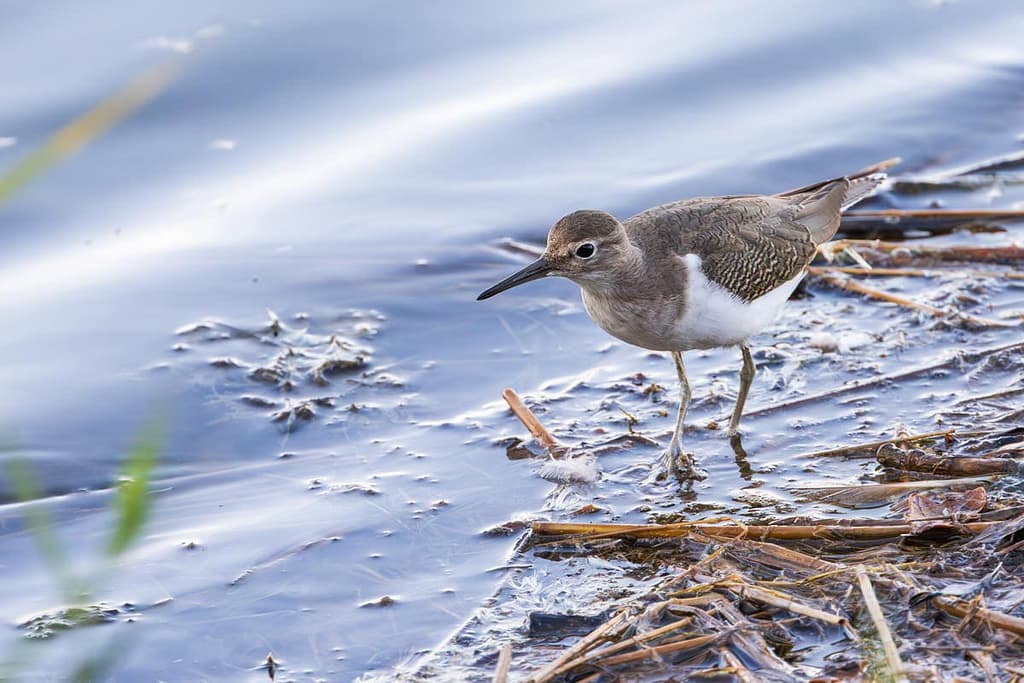 Actitis hypoleucos, Oeverloper