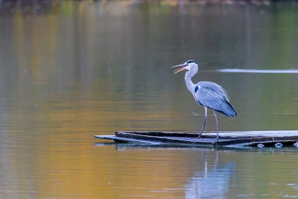 Ardea cinerea, Blauwe reiger
