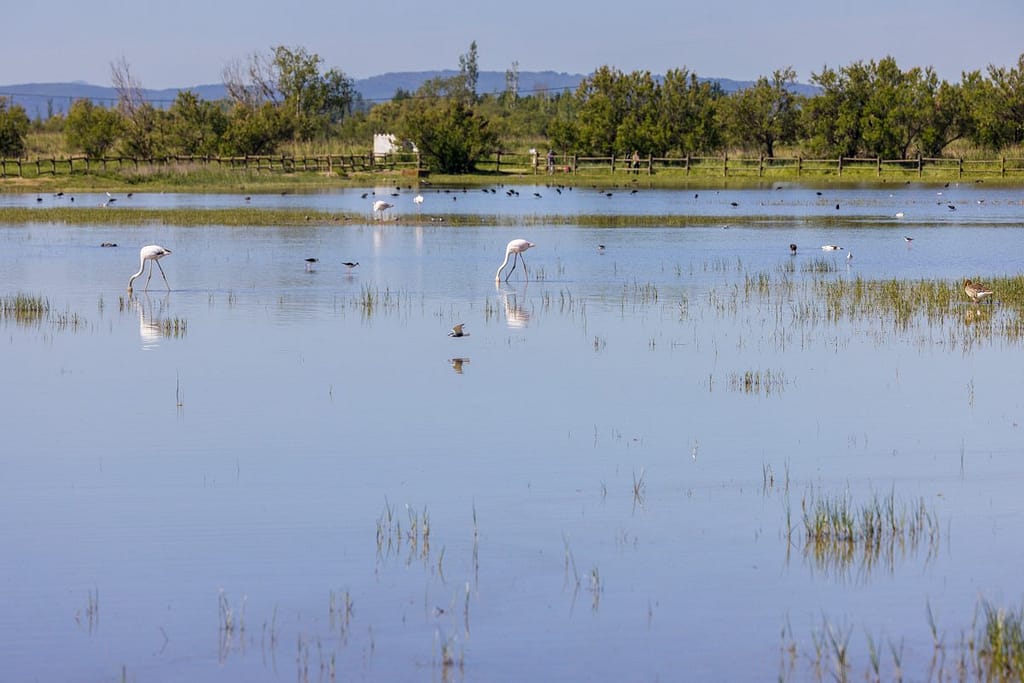 Natuurpark Aiguamolls de l’Empordà