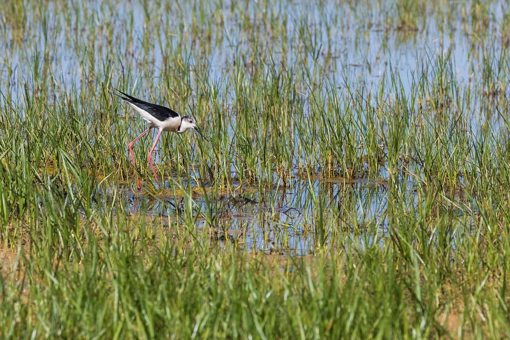 Himantopus himantopus, Steltkluut