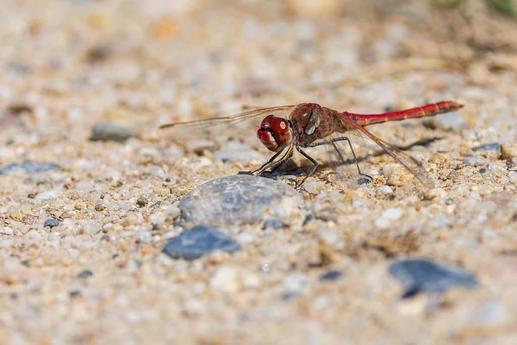 Sympetrum fonscolombii, Zwervende heidelibel