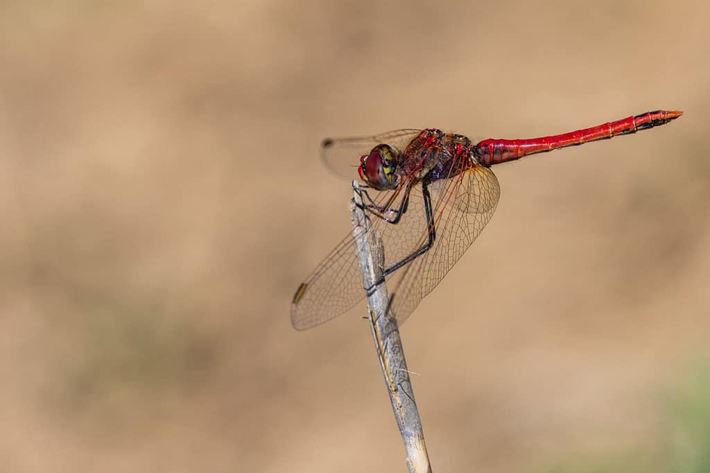 Sympetrum fonscolombii, Zwervende heidelibel