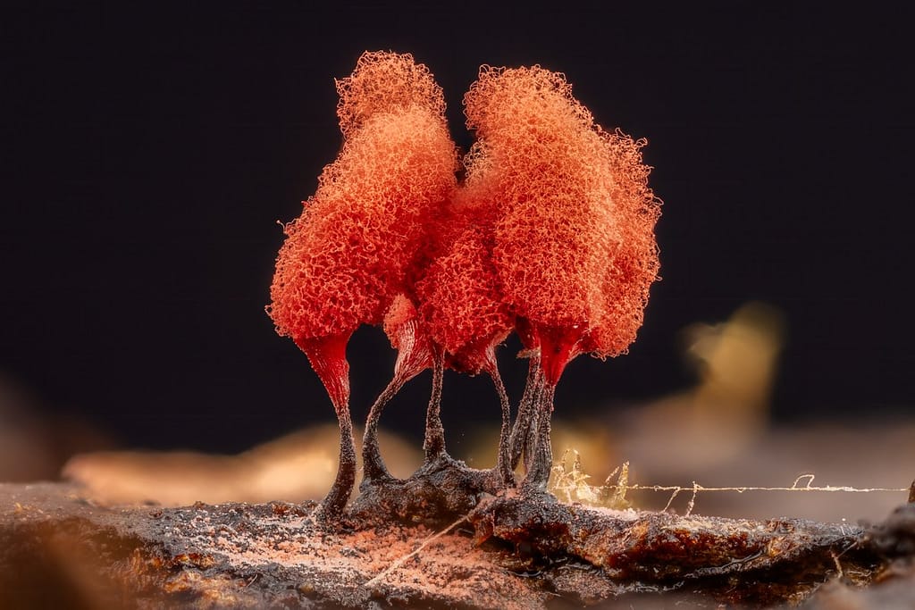 Arcyria denudata, Karmijnrood netwatje