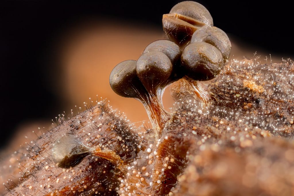 Trichia crateriformis, dekselvormig draadwatje