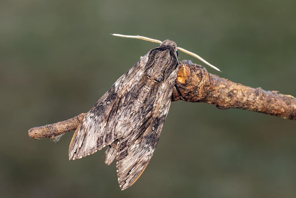 Agrius convolvuli - Windepijlstaart