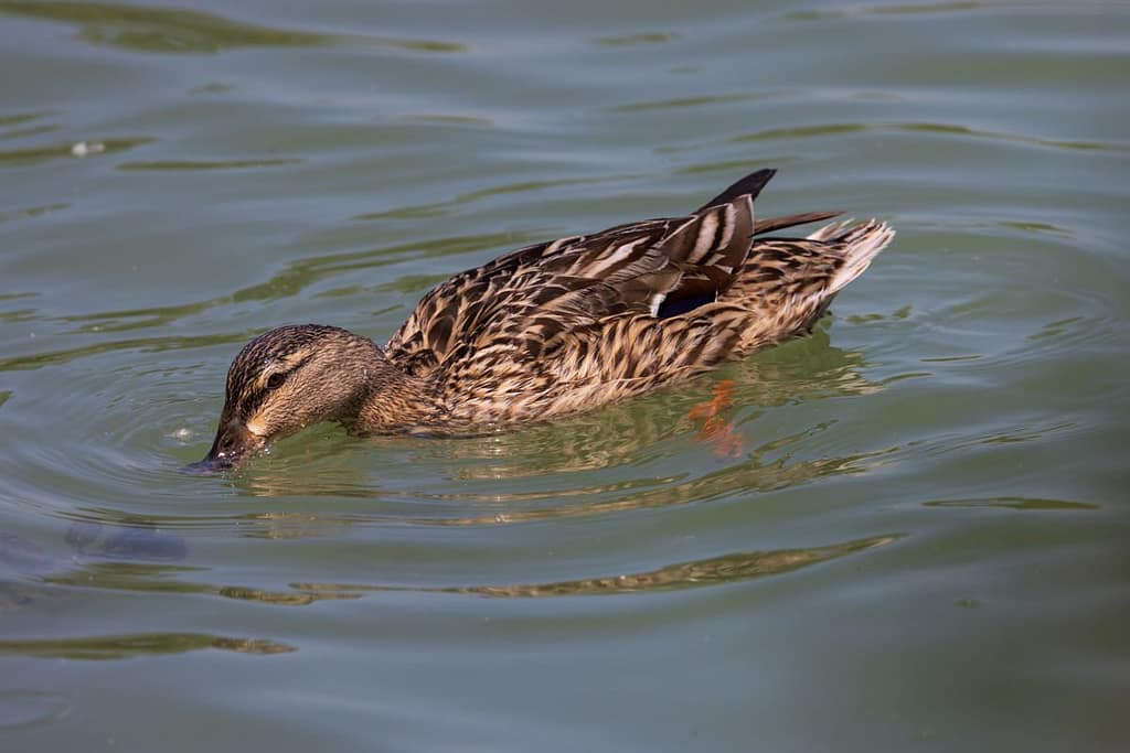 Anas platyrhynchos - Wilde eend
