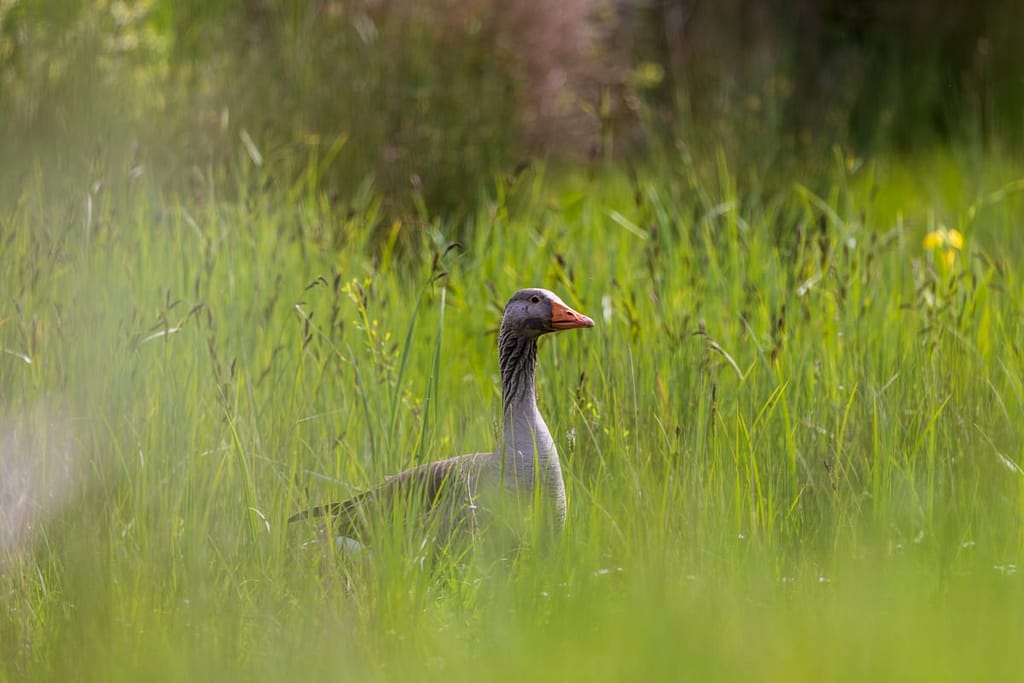 Anser anser - Grauwe gans
