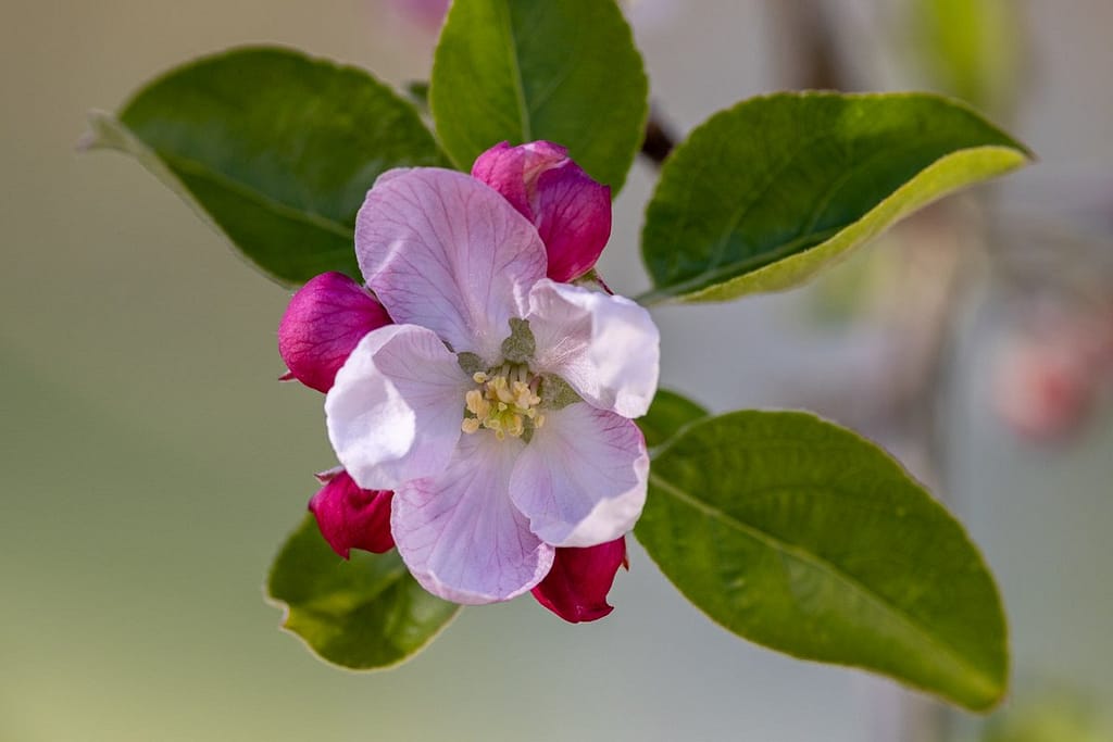 Appelbloesem