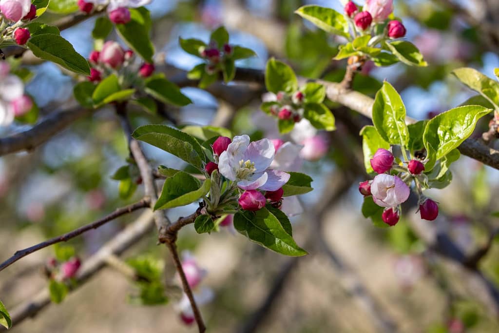 Appelbloesem