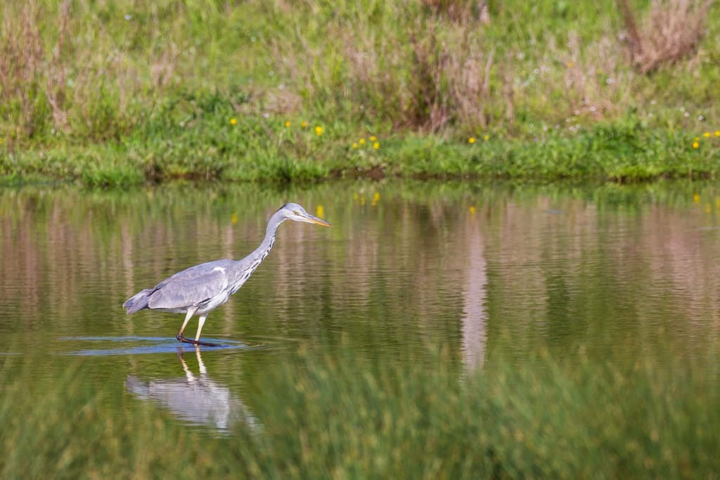 Ardea cinerea - Blauwe reiger