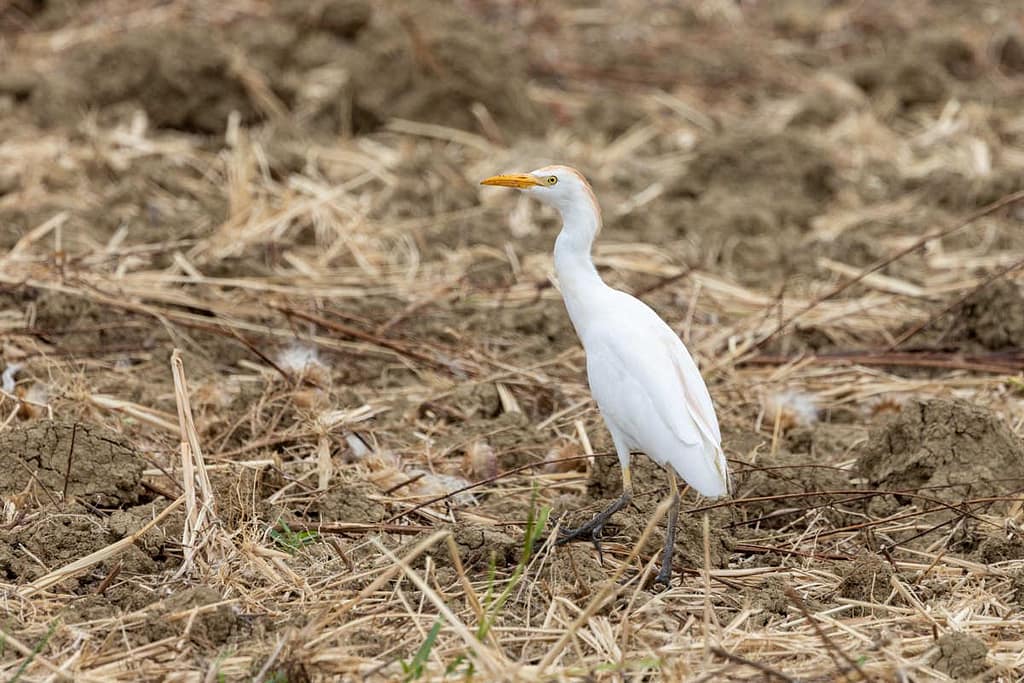 Ardea ibis - Koereiger