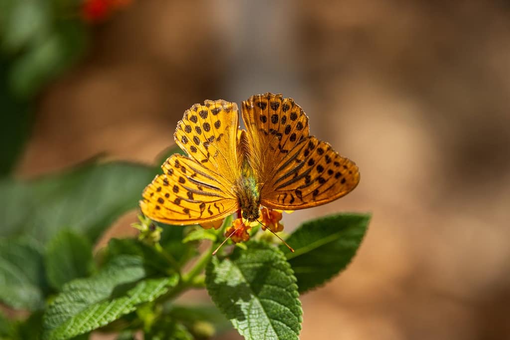 Argynnis paphia - Keizersmantel