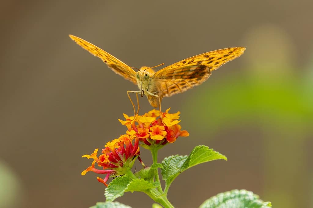Argynnis paphia - Keizersmantel