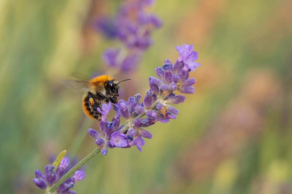 Bombus pascuorum - Akkerhommel