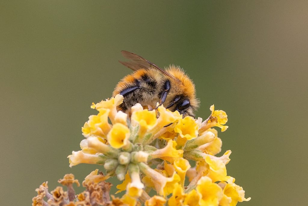 Bombus pascuorum - Akkerhommel