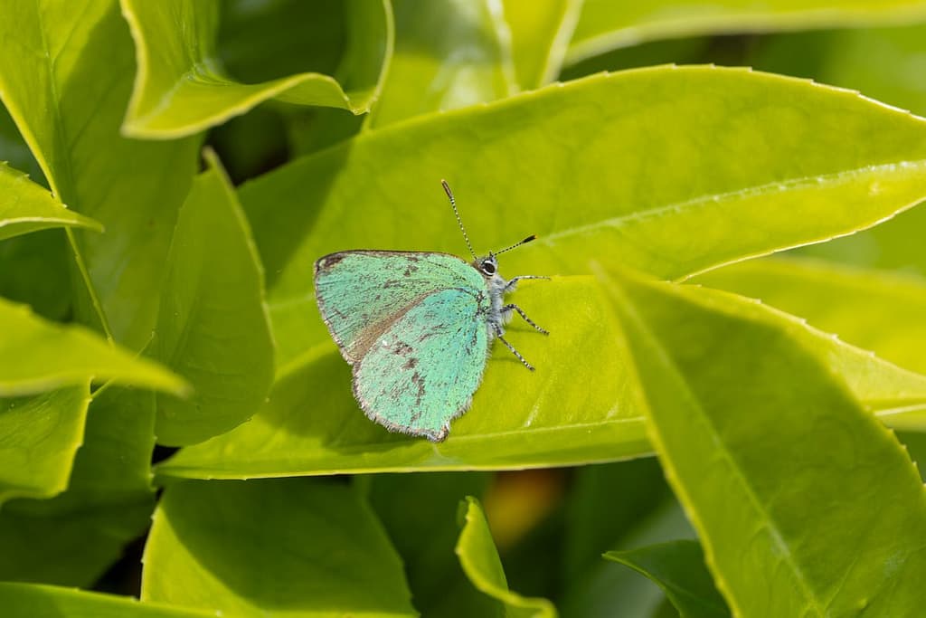 Callophrys rubi - Groentje