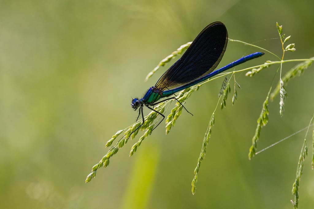 Calopteryx virgo - Bosbeekjuffer