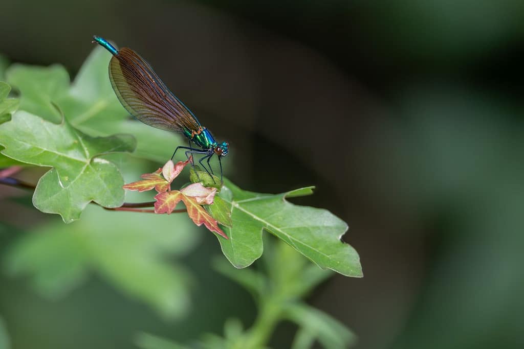 Calopteryx virgo - Bosbeekjuffer