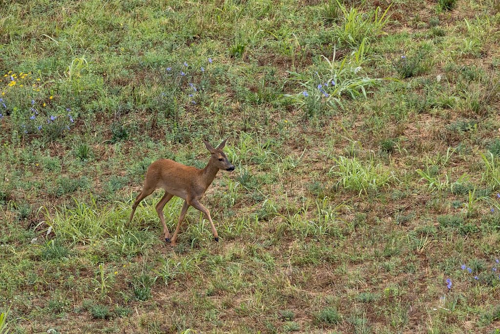 Capreolus capreolus - Ree