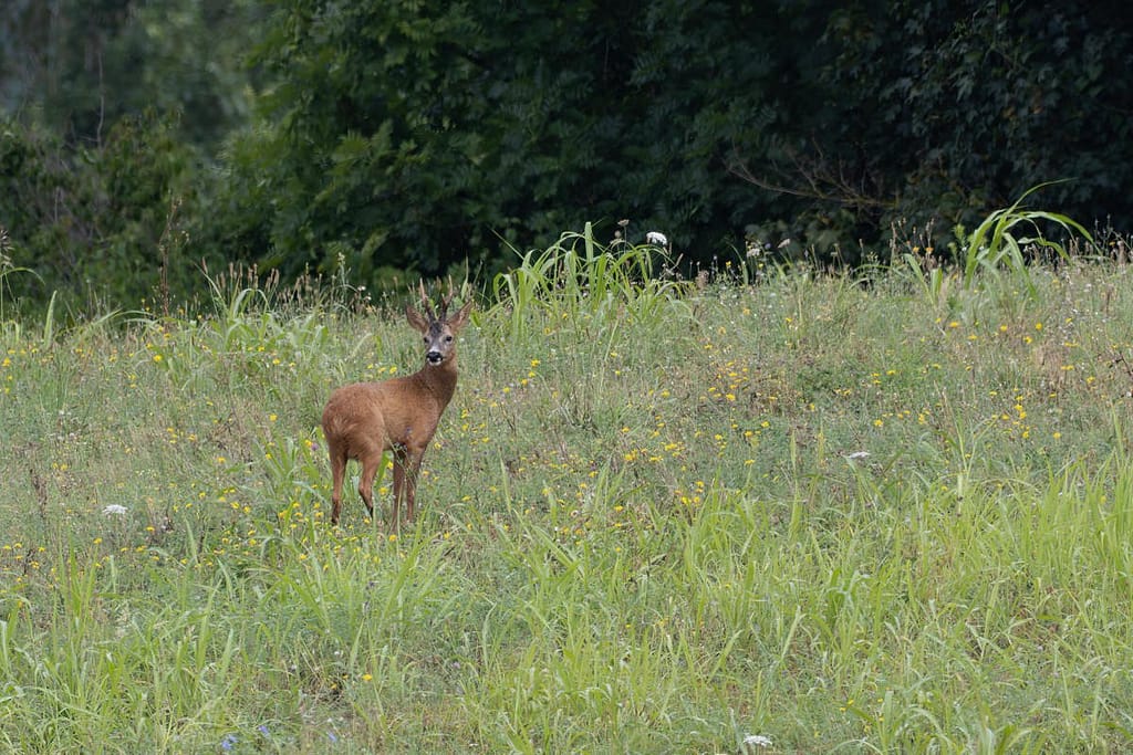 Capreolus capreolus - Ree