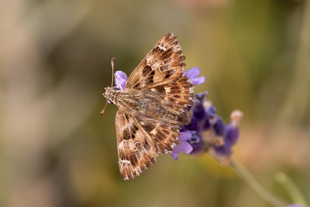 Carcharodus alceae - Kaasjeskruiddikkopje