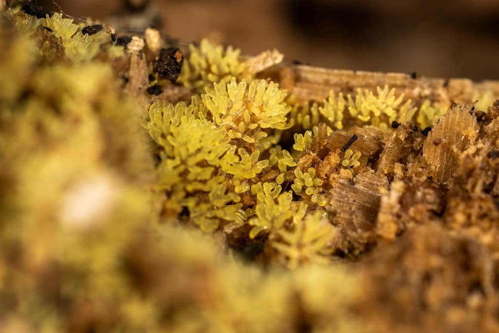 Ceratiomyxa fruticulosa - Gewoon ijsvingertje