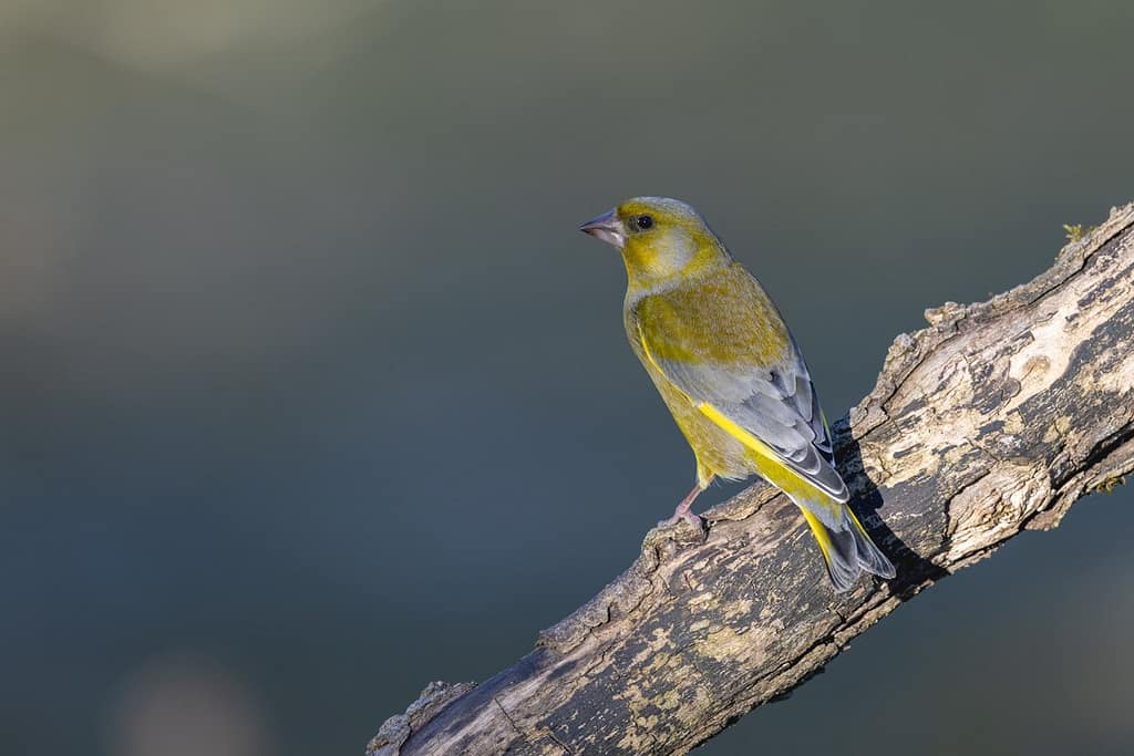 Chloris chloris - Groenling