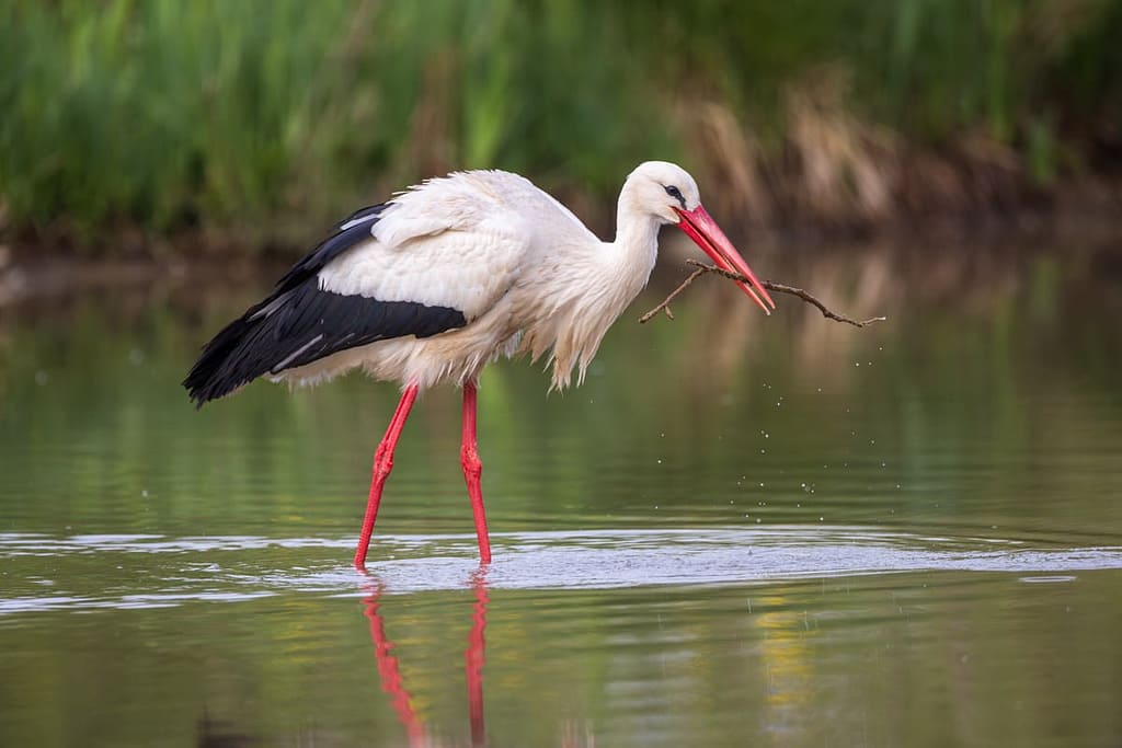 Ciconia ciconia - Ooievaar