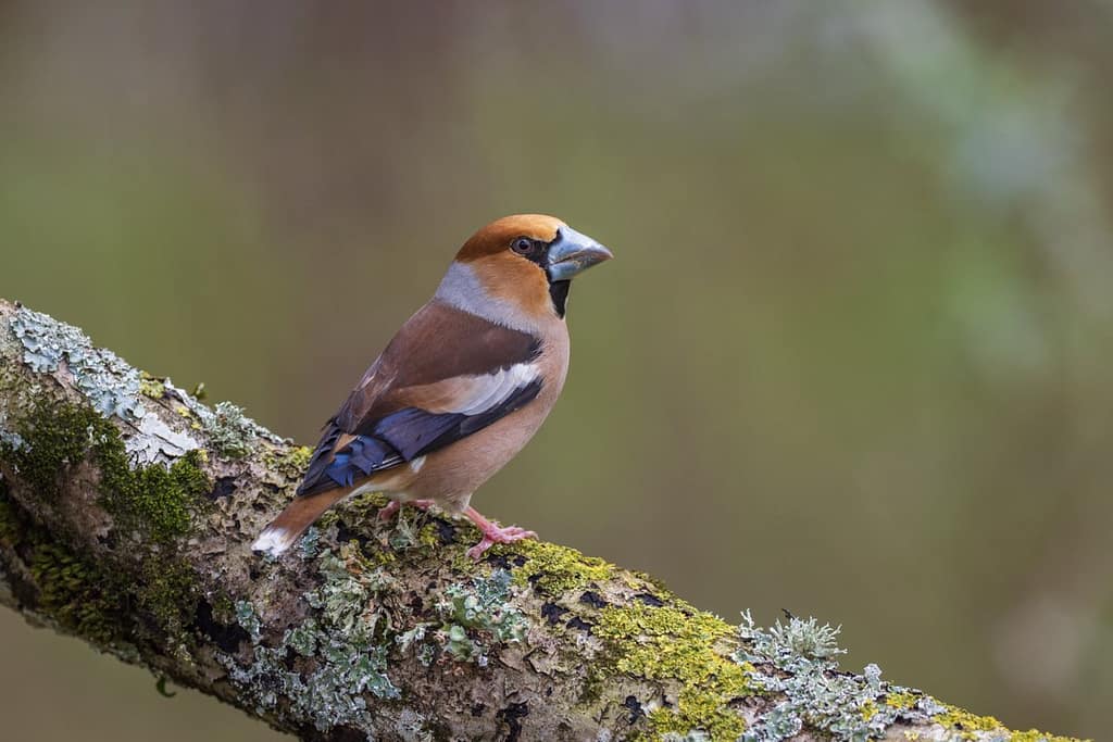 Coccothraustes coccothraustes - Appelvink man