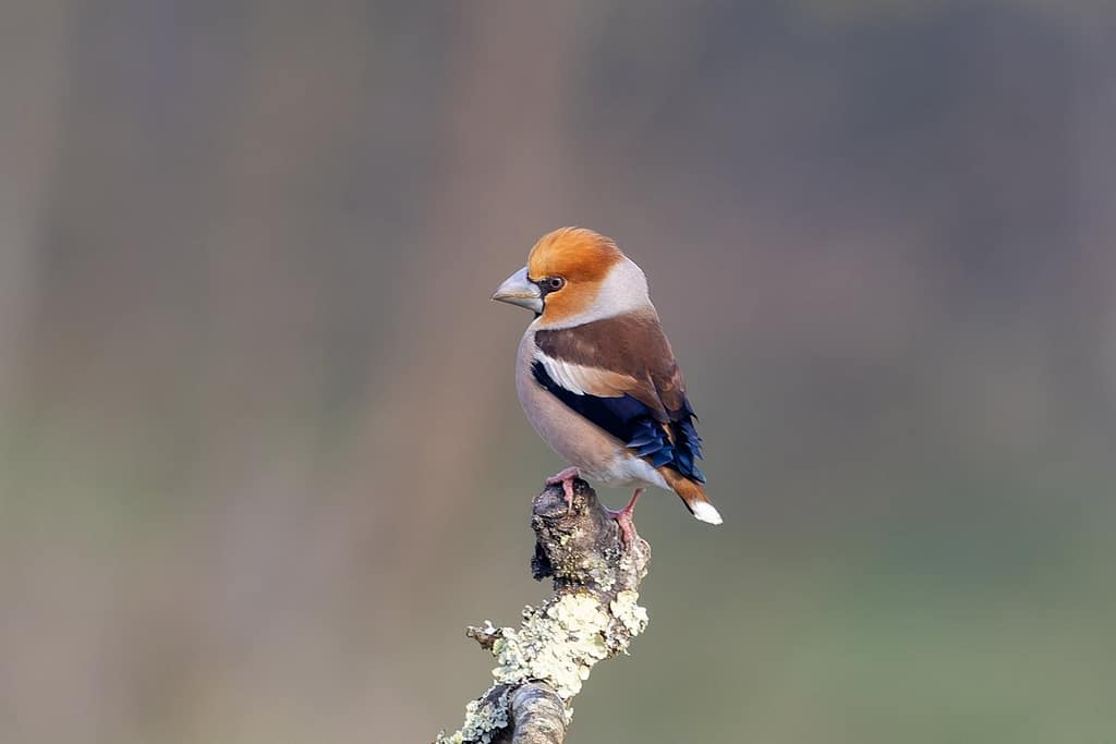 Coccothraustes coccothraustes - Appelvink man