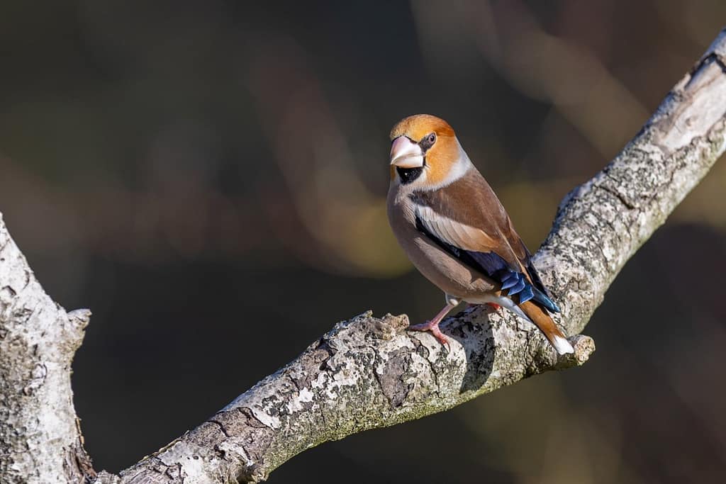 Coccothraustes coccothraustes - Appelvink man