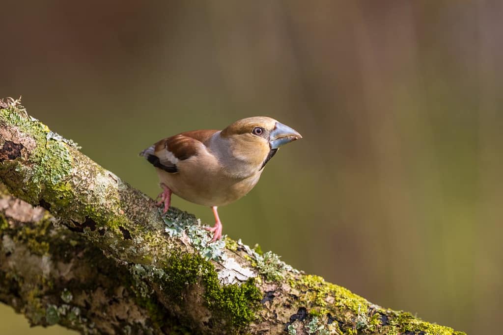 Coccothraustes coccothraustes - Appelvink vrouw