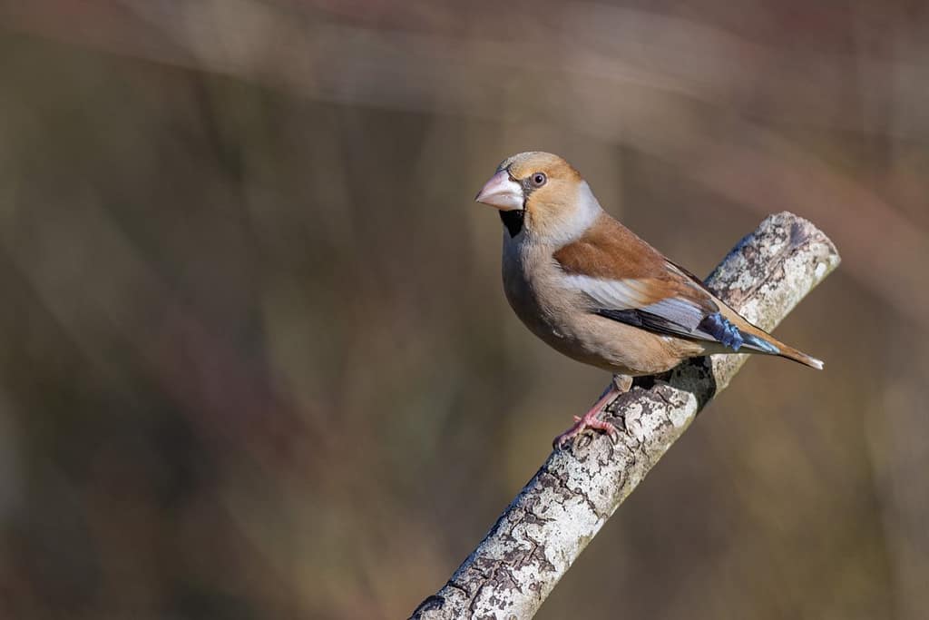 Coccothraustes coccothraustes - Appelvink vrouw