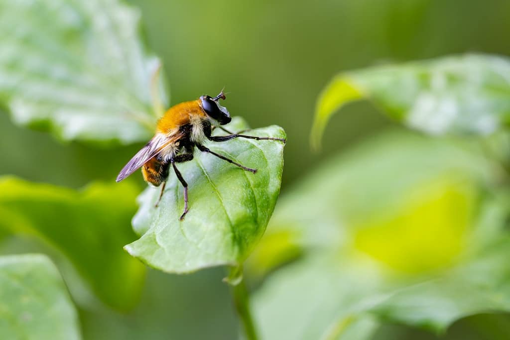 Criorhina floccosa - Pluimwoudzwever