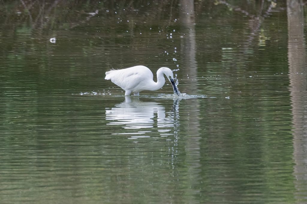 Egretta garzetta - Kleine zilverreiger
