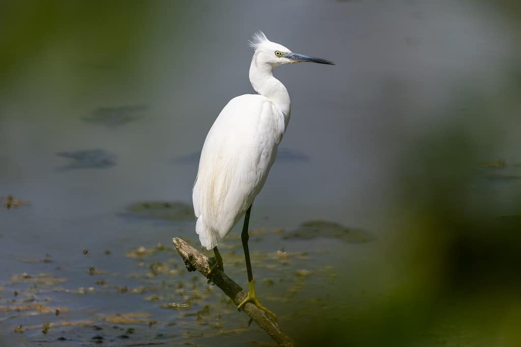 Egretta garzetta - Kleine zilverreiger