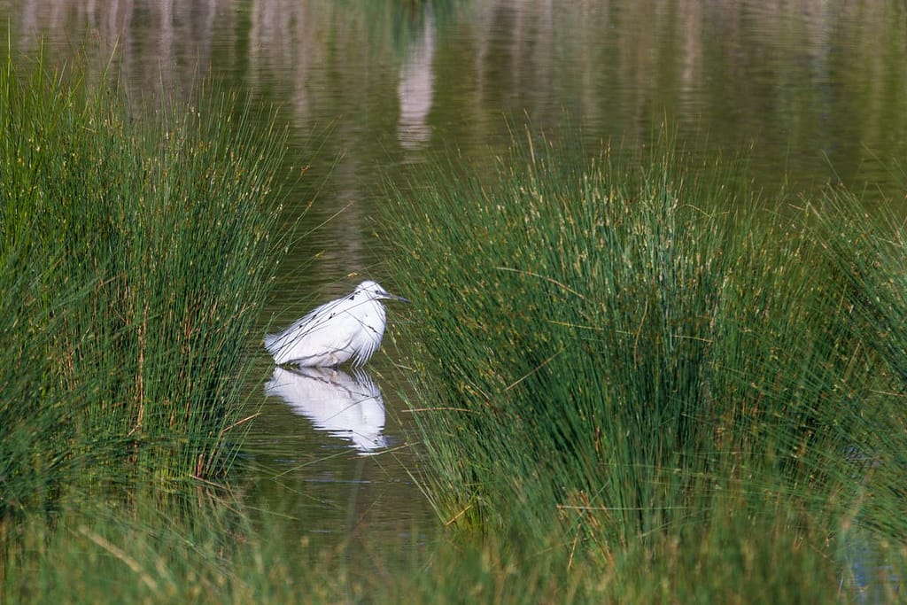 Egretta garzetta - Kleine zilverreiger
