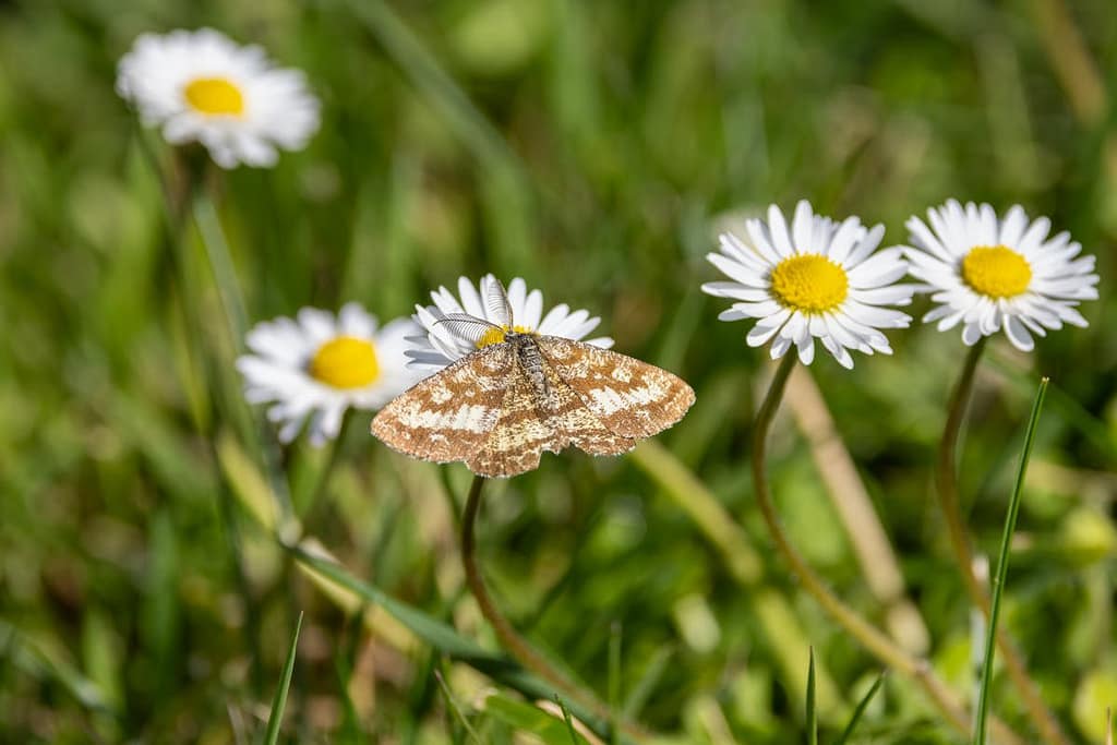 Ematurga atomaria - Gewone heispanner