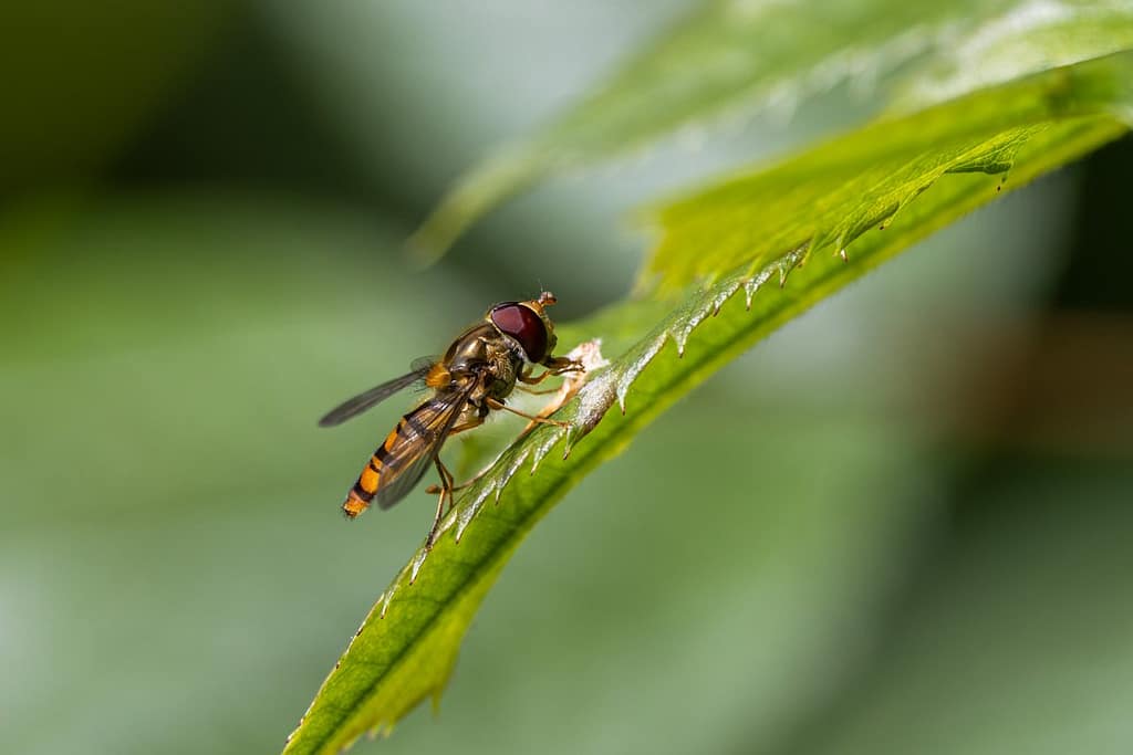 Episyrphus balteatus - Snorzweefvlieg