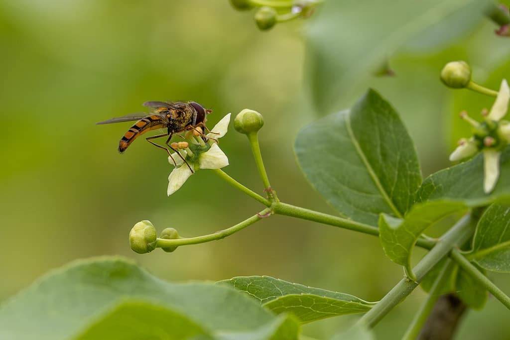 Episyrphus balteatus - Snorzweefvlieg